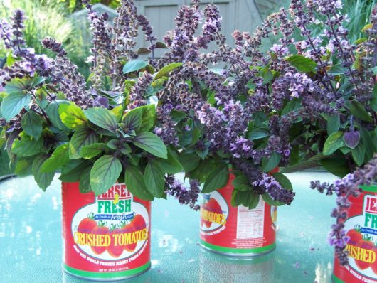 tomato garden party centerpieces