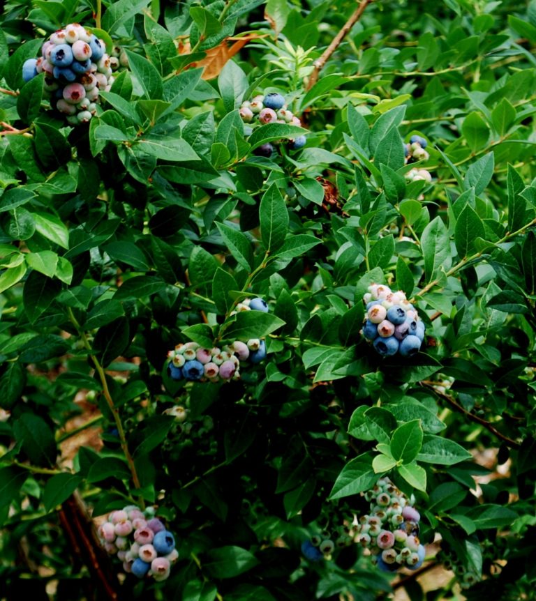 Recipe: Blueberries and Fresh Corn Salad