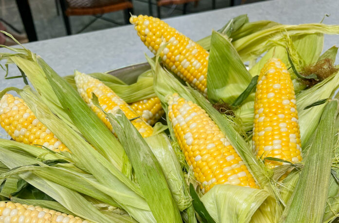 bowl of fresh corn on the cob