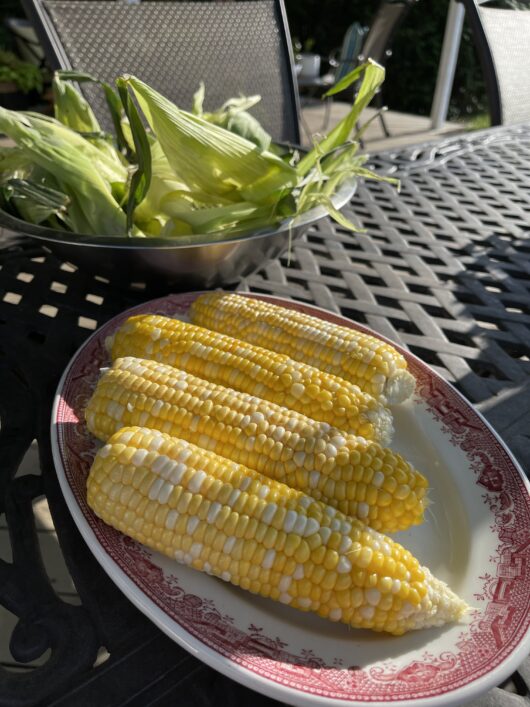 Fresh Jersey Corn shucked and ready to eat