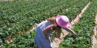 young girl picking strawberries
