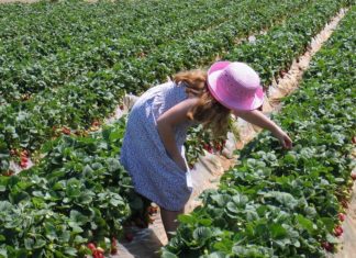 young girl picking strawberries