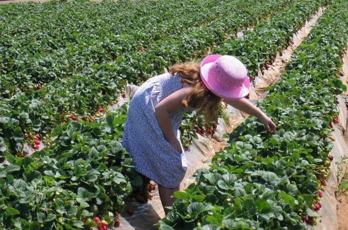 young girl picking strawberries