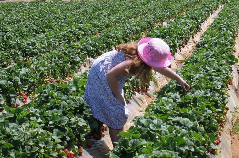Pick Your Own Strawberries in New Jersey: Where to Go
