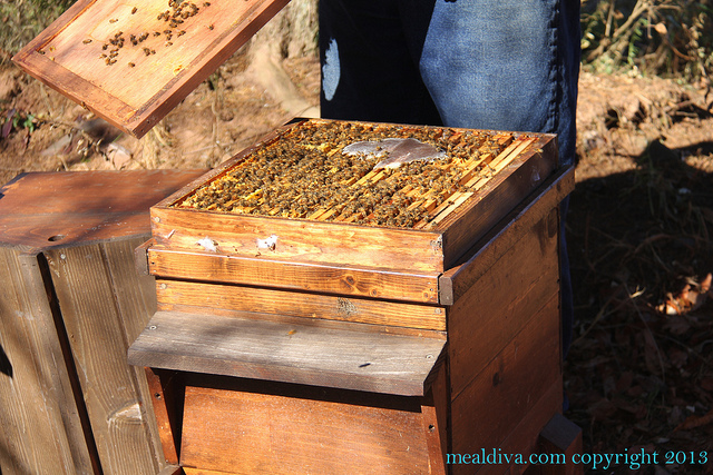 Tassot Apiaries in Milford: Gourmet NJ Honey