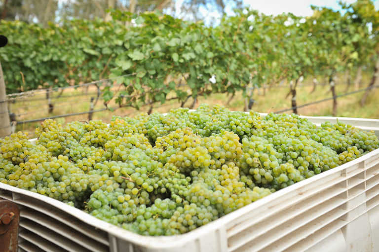 Grüner Veltliner: The Goods on the Grape