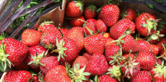 strawberry picking at Silverton Farms