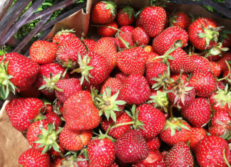 strawberry picking at Silverton Farms
