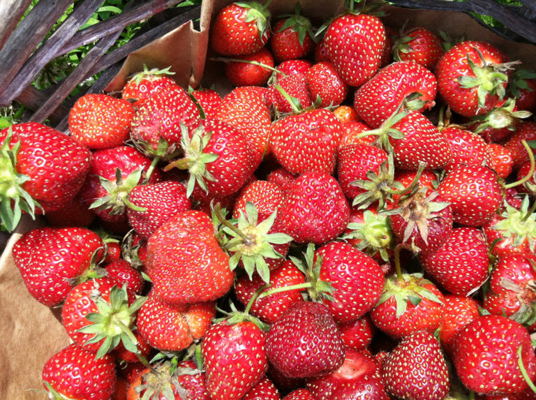 Strawberry Season Tips from Author Rachel Weston