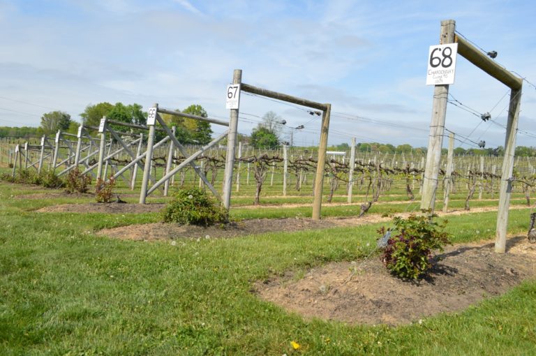 New Jersey Wine Trails