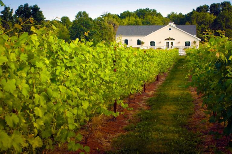 Local Wineries with a Jersey Fresh Flair