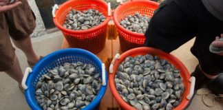 shellfish from heritage shellfish cooperative