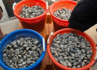 shellfish from heritage shellfish cooperative