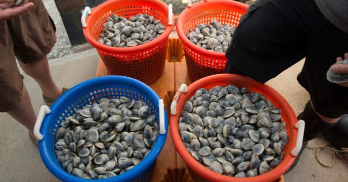 shellfish from heritage shellfish cooperative