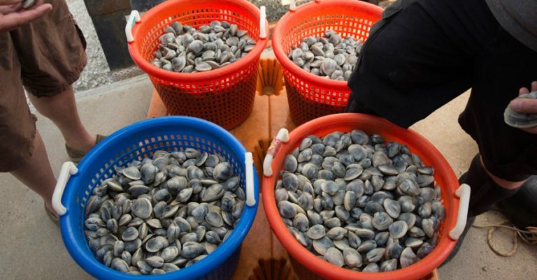Heritage Shellfish Cooperative Offers Seafood Shares