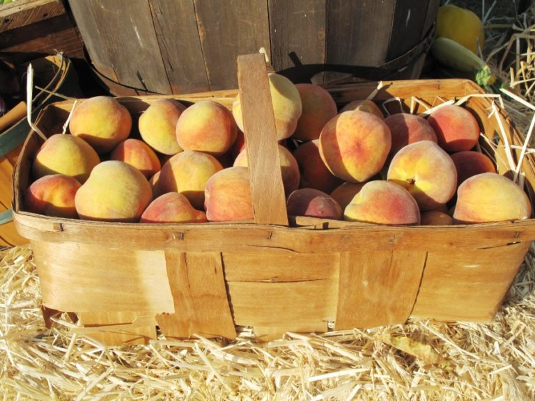 Timing Is Everything for Jersey Peaches