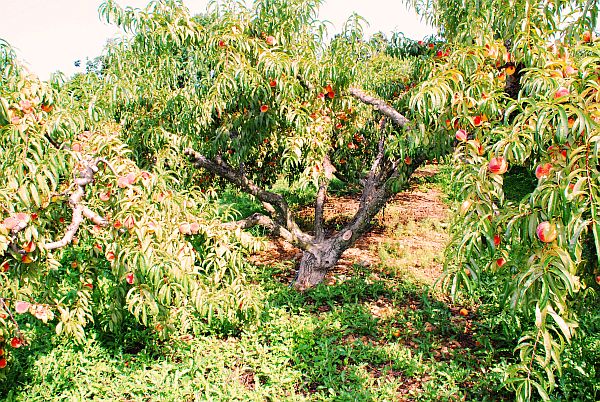 The Jersey Fresh Food Festival at Alstede Farms
