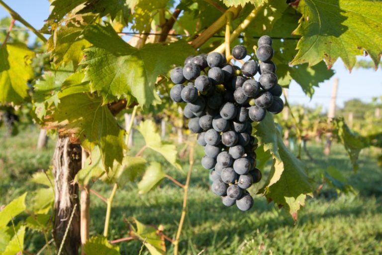 New Jersey Wine Week Wraps up September