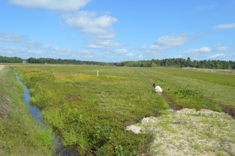 Preserving Open Space with Jersey Cranberries