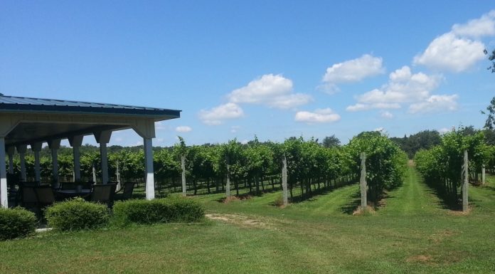 Jessie Creek Veranda