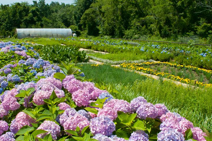 Cape May’s Blue Pig Tavern Brings on the Fresh