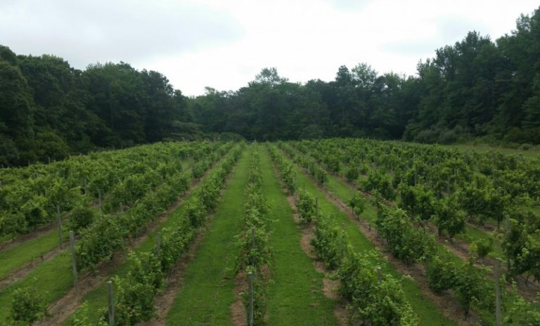 New Garden State Wineries for Jersey Fresh Friday