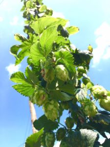 Hops ready to be picked at Fir Farm. Credit Mandy Hanigan