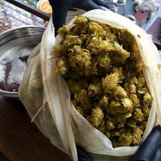 Fresh hops grown for Man Skirt Brewing.