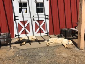 Entrance to Screamin' Hill