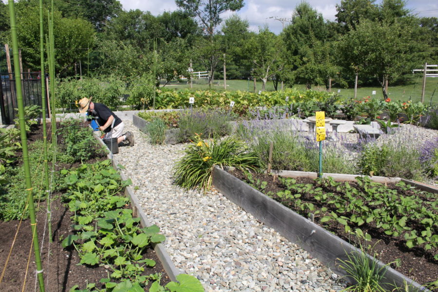The main garden at Fulfill's Community Garden Program