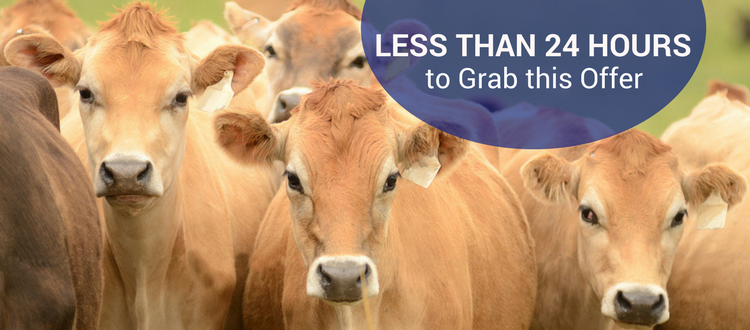 Got Cow event special offer