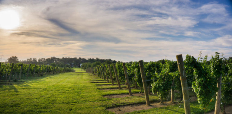 NJ Wine Industry Sees a Challenging Year Buoyed by Stellar Harvest Conditions