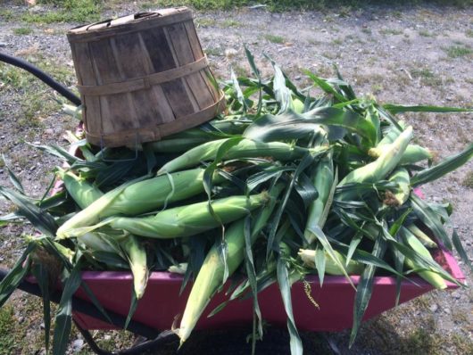 Meghan McCarty, CSA, 2019, Jersey Bites