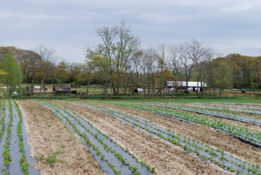 Cape May, Jersey Shore, Deb Smith, Jersey Bites, The Virginia Hotel, Congress Hall, Beach Plum Farm