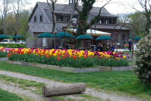 Cape May, Jersey Shore, Deb Smith, Jersey Bites, The Virginia Hotel, Congress Hall, Beach Plum Farm