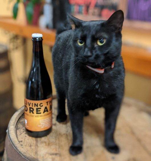 beer with black cat