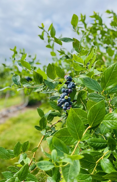Phillips Farm, Hunterdon County, 579 Trail, Jennifer Shafer, Jersey Bites