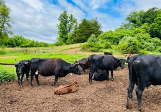 Bobolink Dairy and Bakehouse, Hunterdon County, 579 Trail, Jennifer Shafer, Jersey Bites