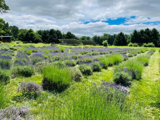 Mad Lavender Farm, Hunterdon County, 579 Trail, Jennifer Shafer, Jersey Bites