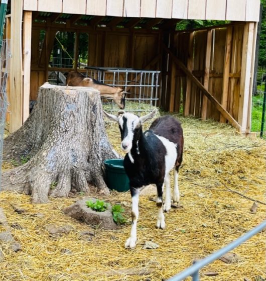 Gorgeous Goat Creamery, Hunterdon County, 579 Trail, Jennifer Shafer, Jersey Bites
