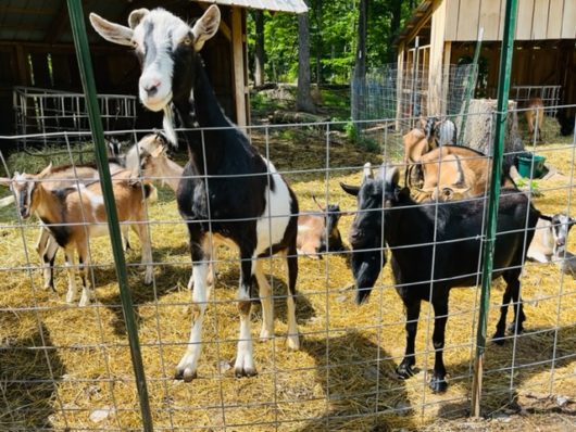 Gorgeous Goat Creamery, Hunterdon County, 579 Trail, Jennifer Shafer, Jersey Bites