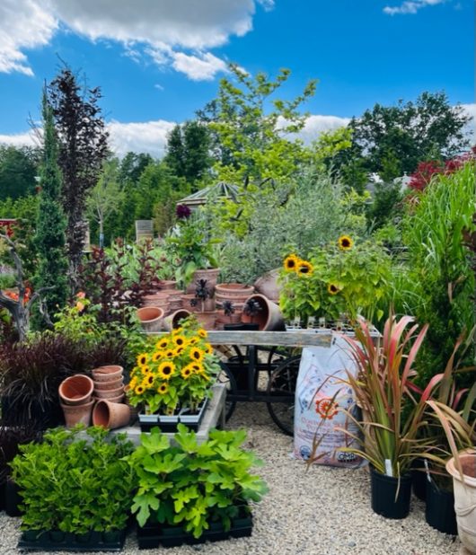 The Black Shed, Hunterdon County, 579 Trail, Jennifer Shafer, Jersey Bites