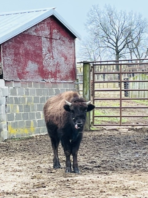 Readington River Buffalo Farm, Flemington, NJ, Jersey Bites, Jennifer Shafer