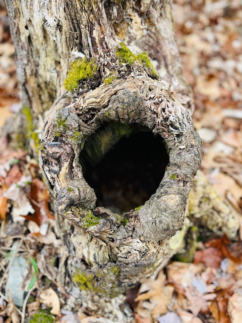 Peter Buell Trail, NJ, Jersey Bites, Jennifer Shafer