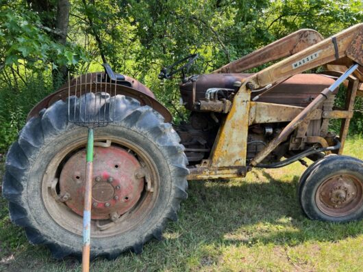 Culinary Family Farms, garlic, Jersey Bites, article by Adam Horvath