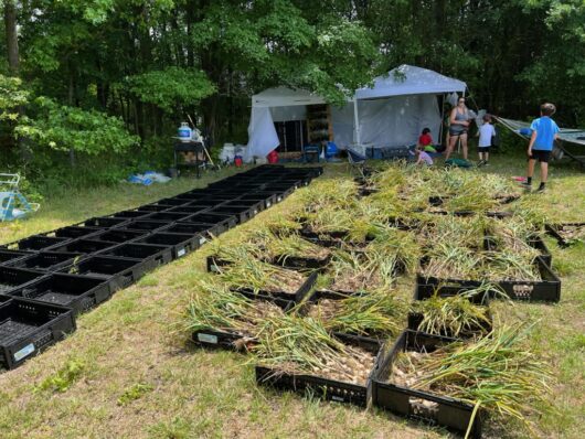 Culinary Family Farms, garlic, Jersey Bites, article by Adam Horvath
