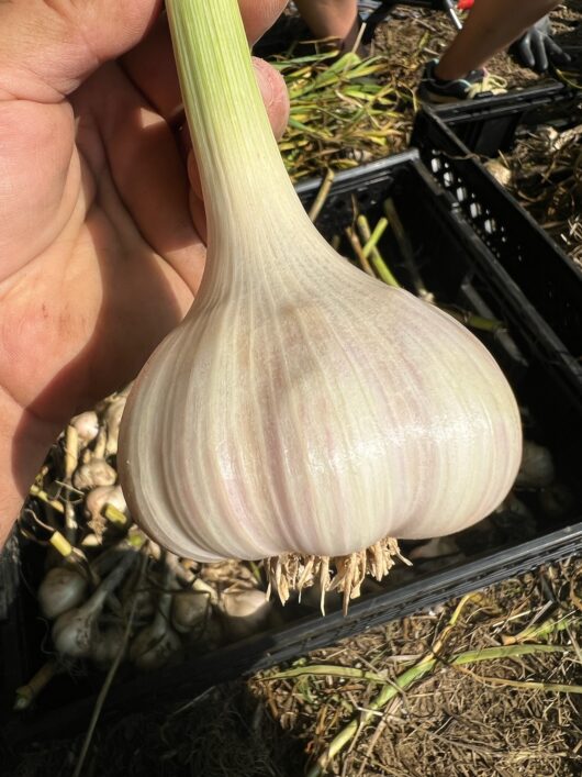 Culinary Family Farms, garlic, Jersey Bites, article by Adam Horvath