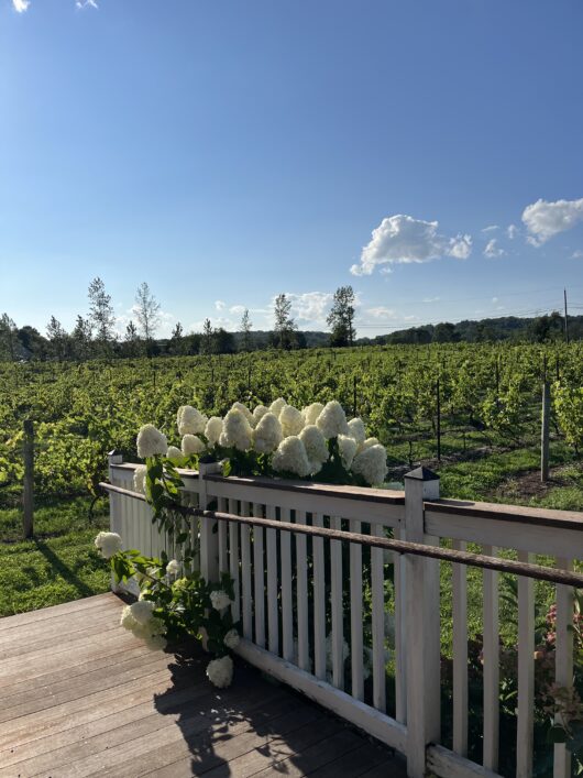 Hopewell Valley Vineyards, Jersey Bites