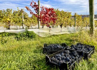 Exploring the Depths of the 2023 NJ Harvest: A Conversation with John Cifelli Grapes at Vineyard