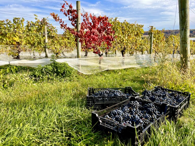 Exploring the Depths of the 2023 NJ Harvest: A Conversation with John Cifelli